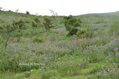 Pleocaulus sessilioides